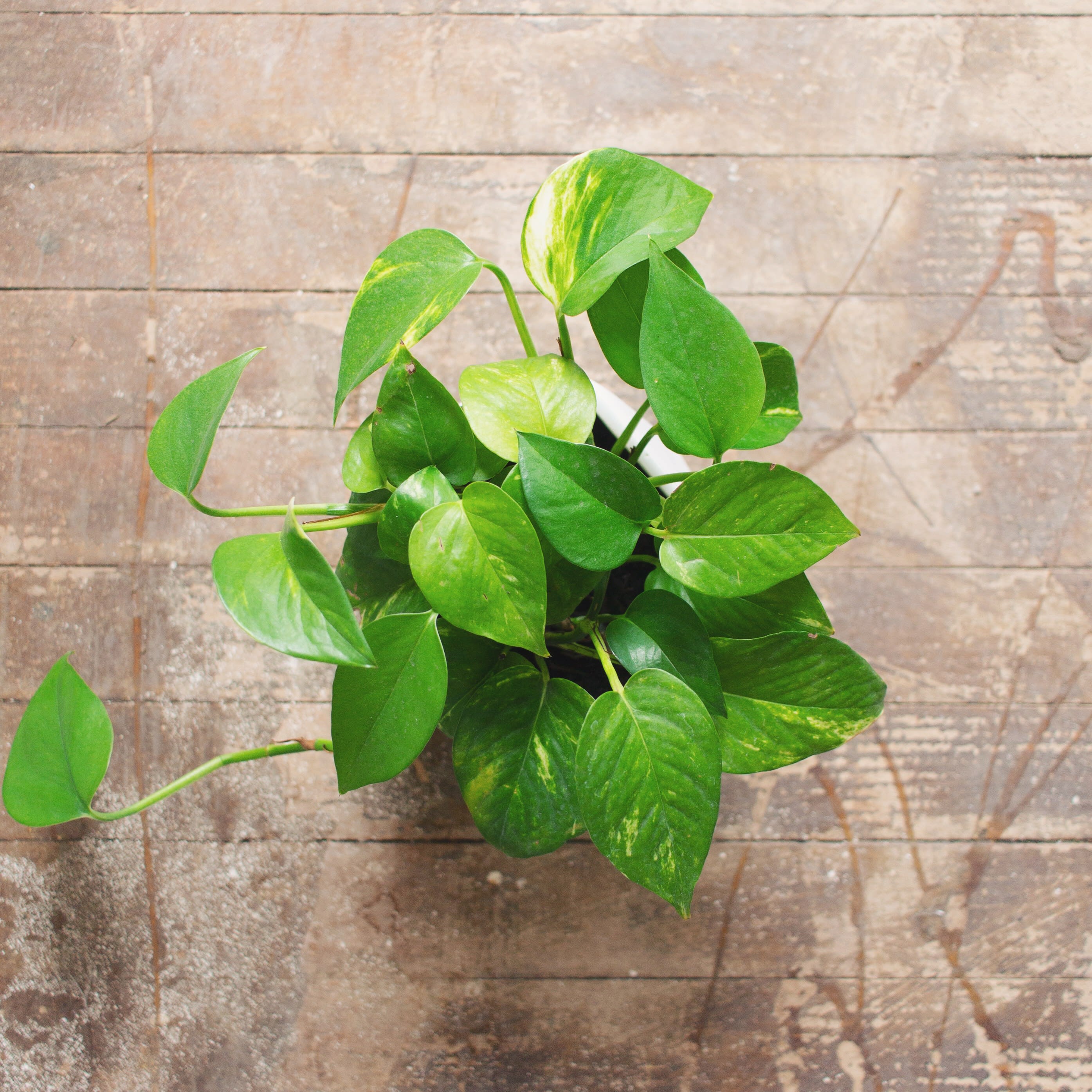 Pothos Miami Variegata - Imagen 2